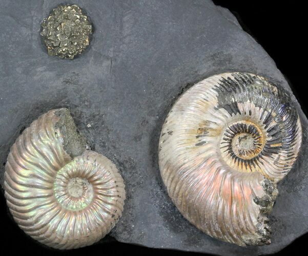 Iridescent Ammonite Fossils Mounted In Shale - x #38224